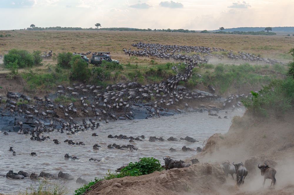 Migration Time, Masai Mara, Kenya by Sanjoy Sengupta