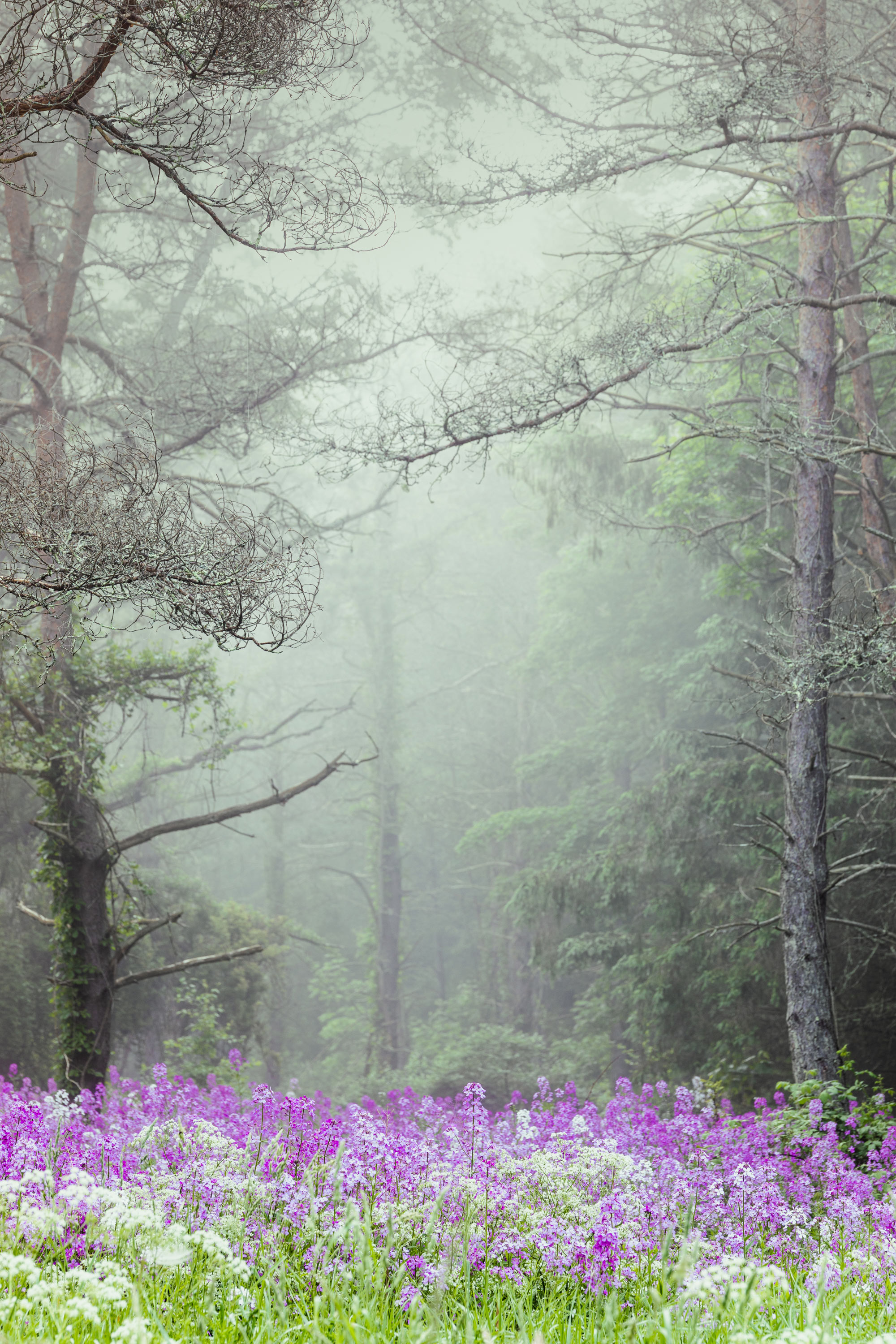 Phlox In The Woods By Candia Peterson ARPS