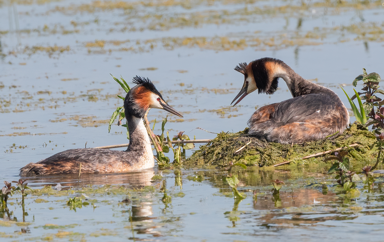 Great Crested Grebes Copy