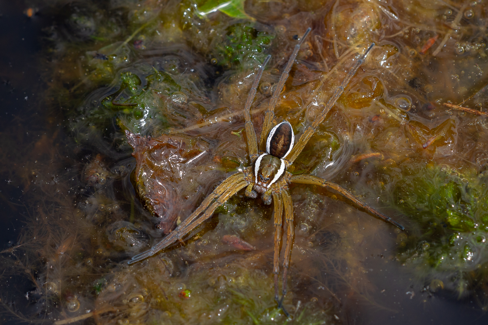 Raft Spider By Andrew Williams