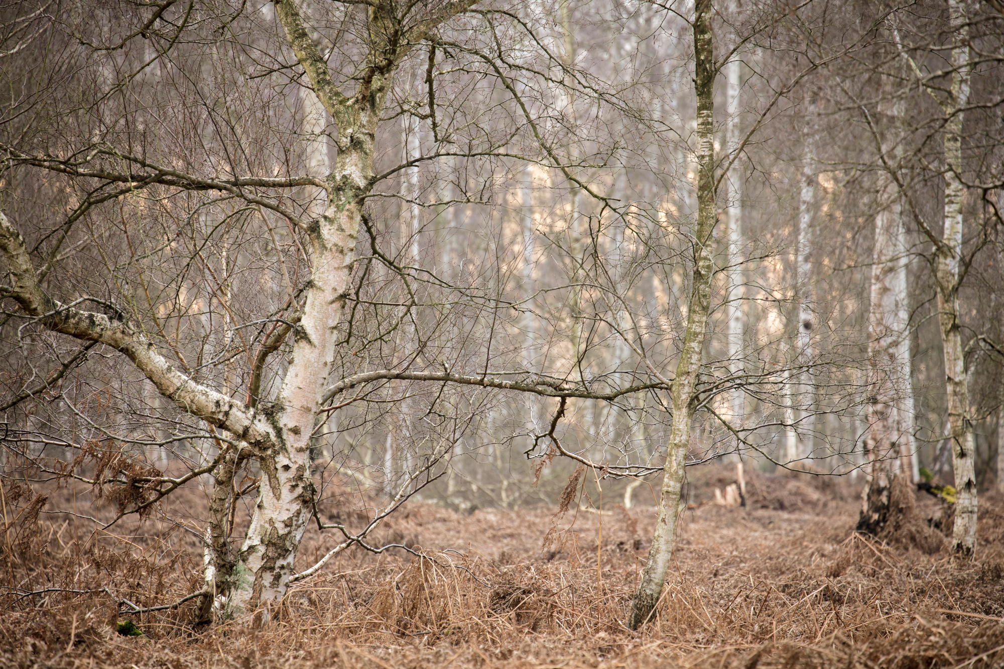 Birches In Holme Fen By Steve Williams