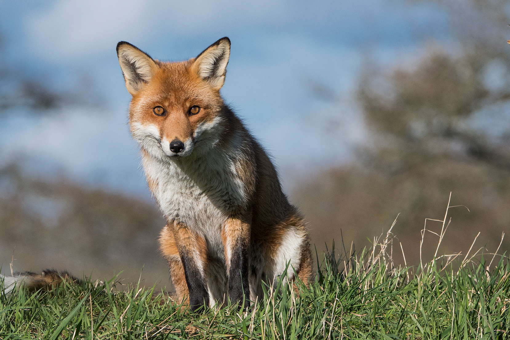 British Wildlife Centre Fox