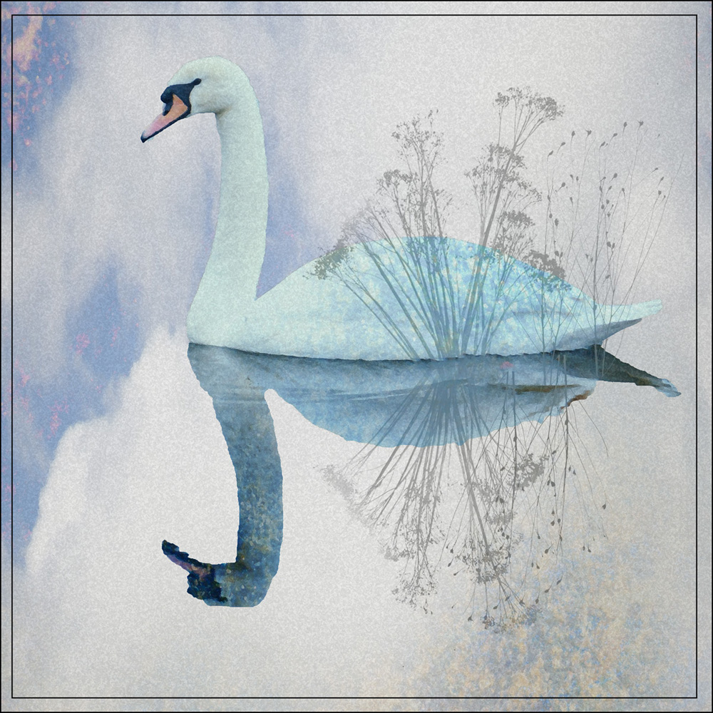 Swan Lake by Alan Collins