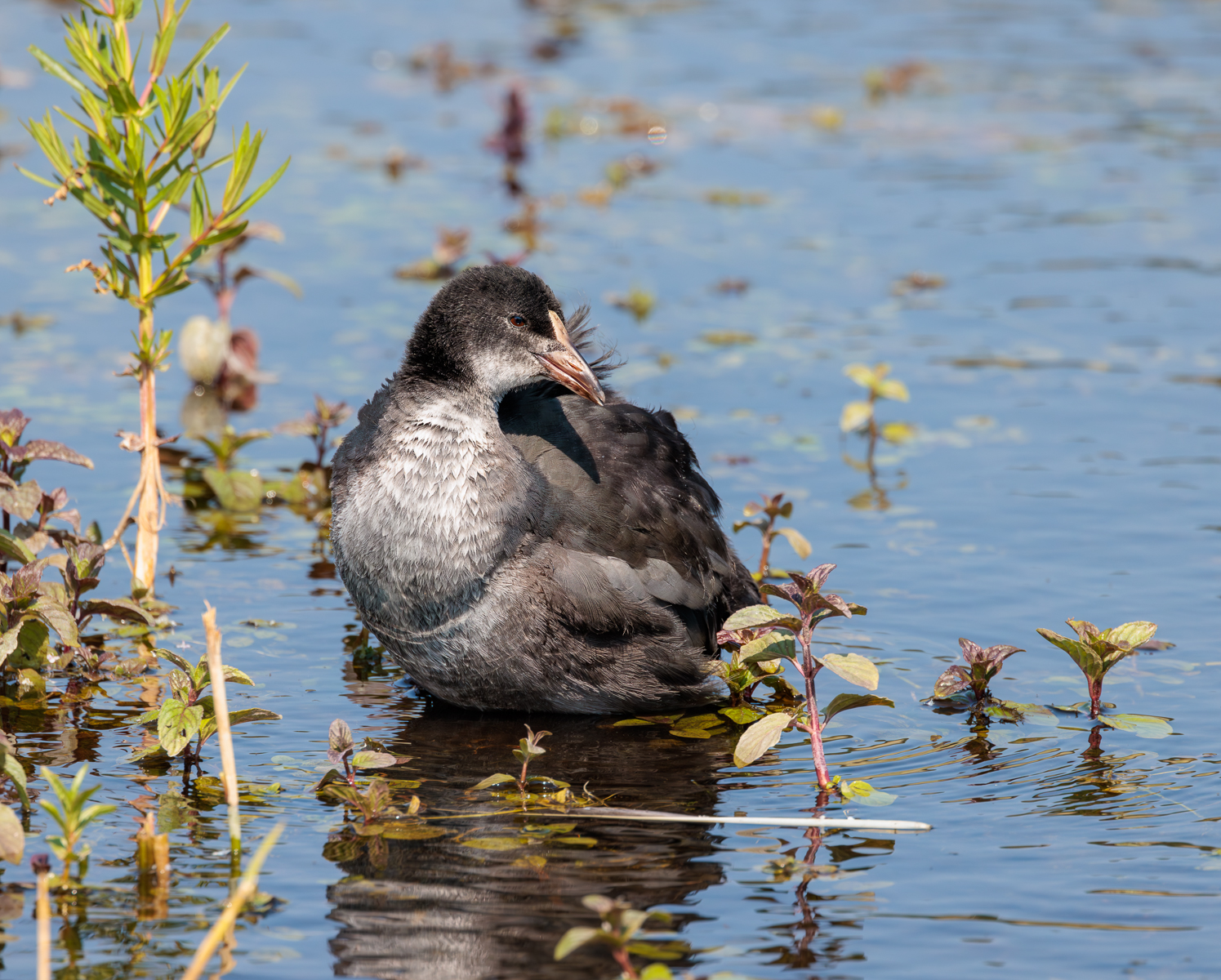 Coot Chick By Don Fleet