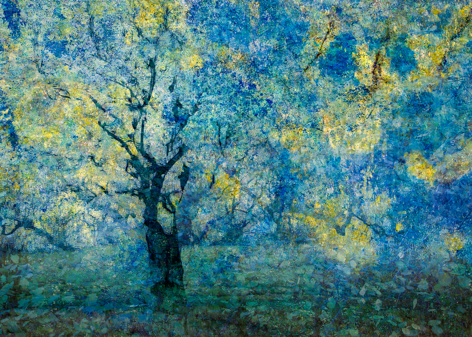Dreaming Winter Trees By Jan Beesley ARPS