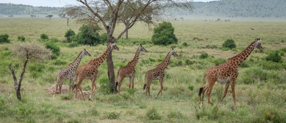 The Morning Stroll, Serengeti