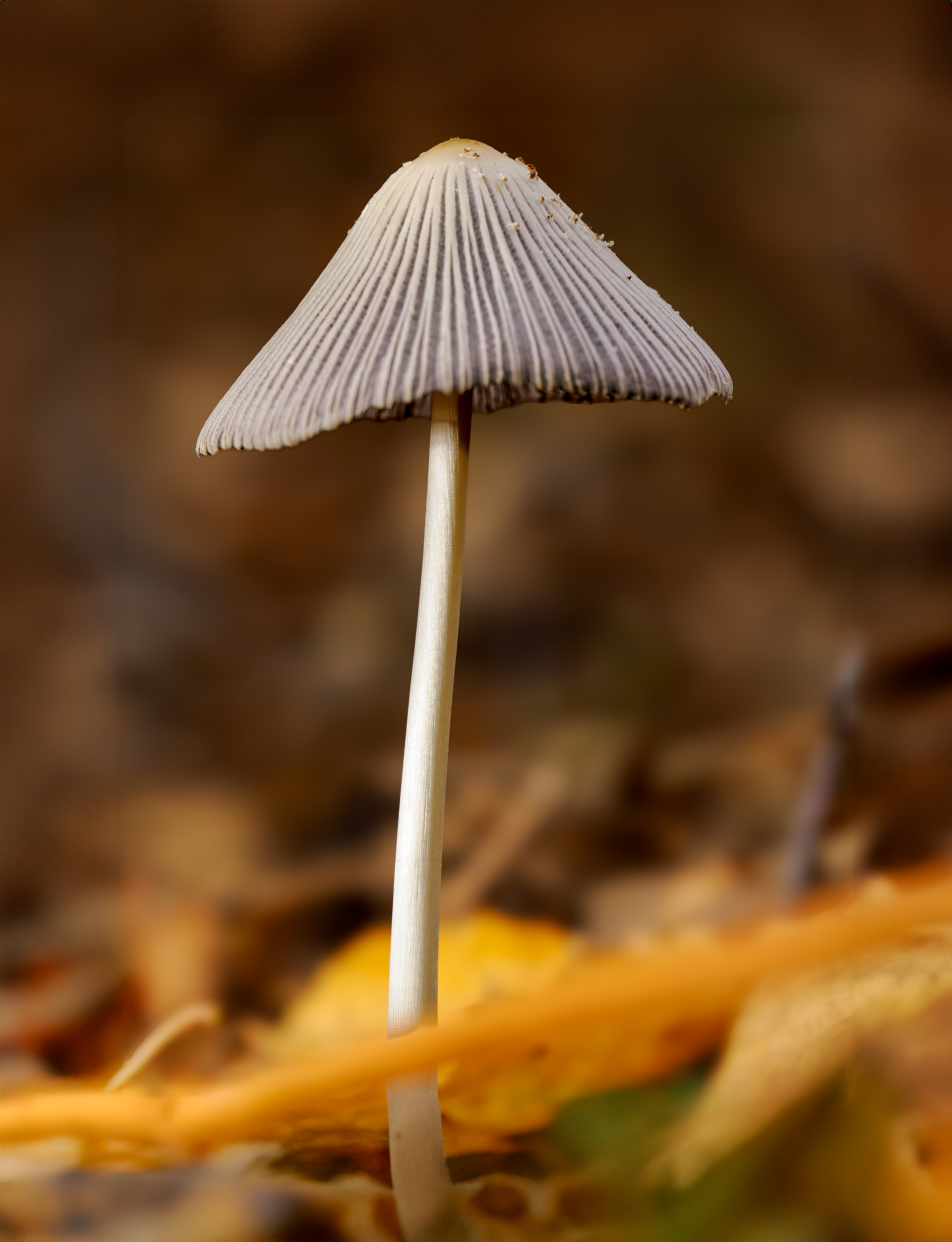 RPS Sandy Hares Foot Inkcap R North