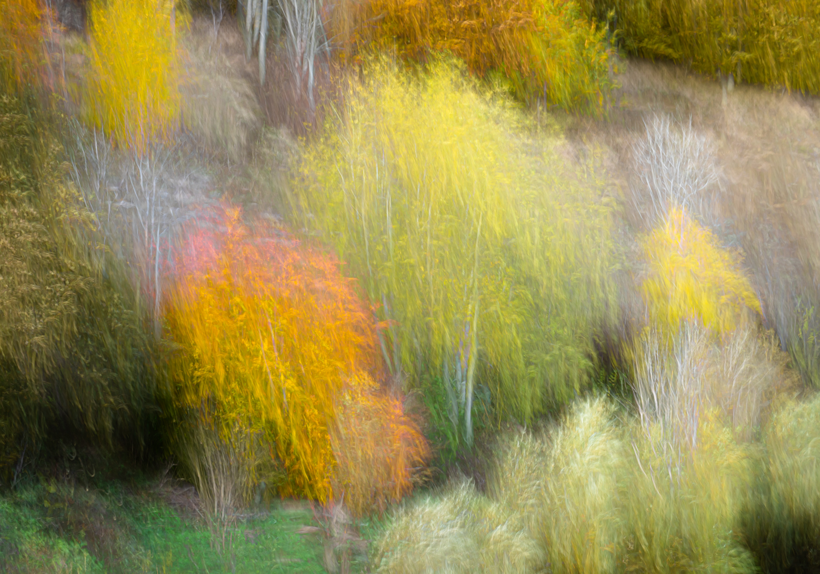 3 - Autumn Colour at Ladykirk by Basia Bogacka ARPS