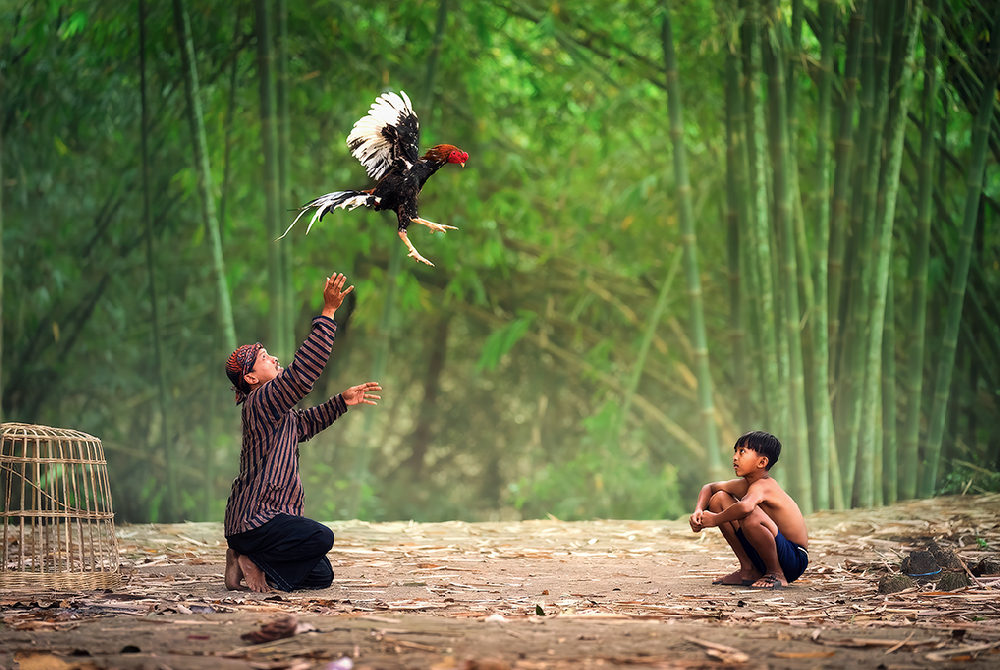 The Cock Show, Surabaya, Indonesia by Victor Wong