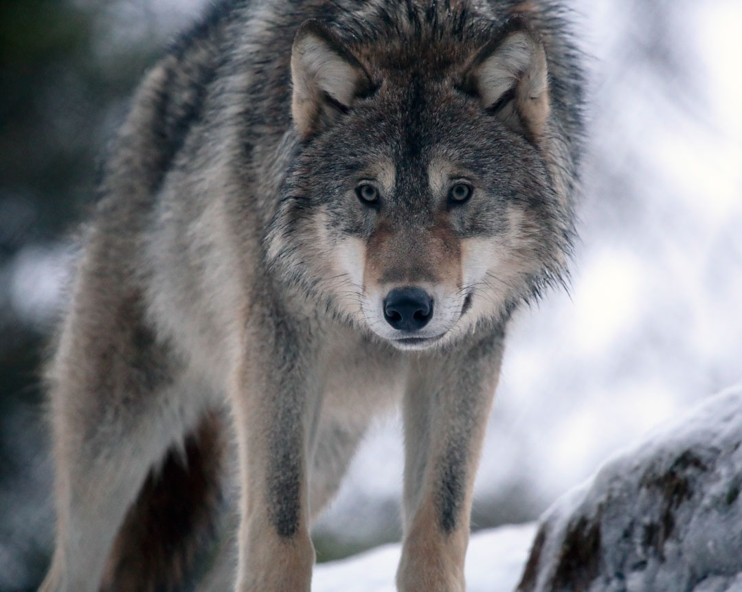 Wolf Lycksele Animal Park