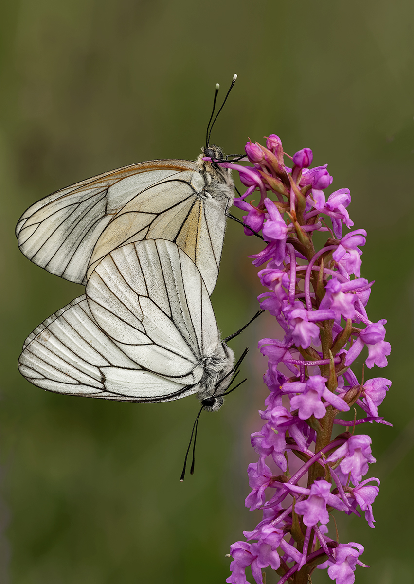 19. Mating Black-veined Whites on Fragrant Orchid by Lesley Simpson ARPS