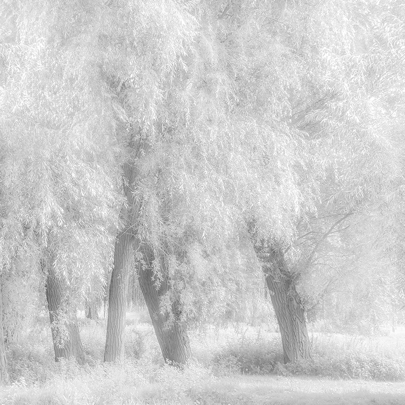 Shimmering Willows