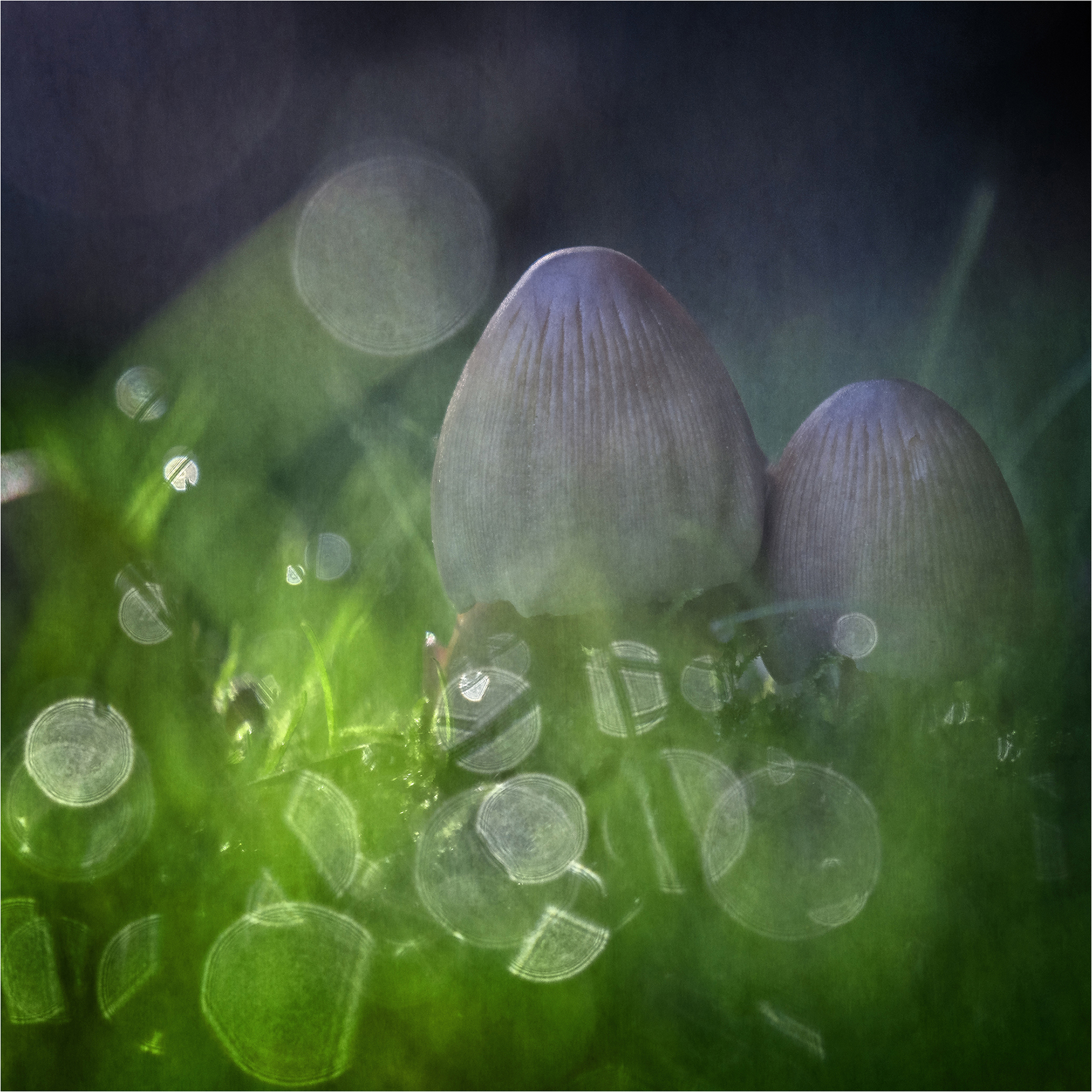 Dew Drops On The Grass By Paul Johnson LRPS