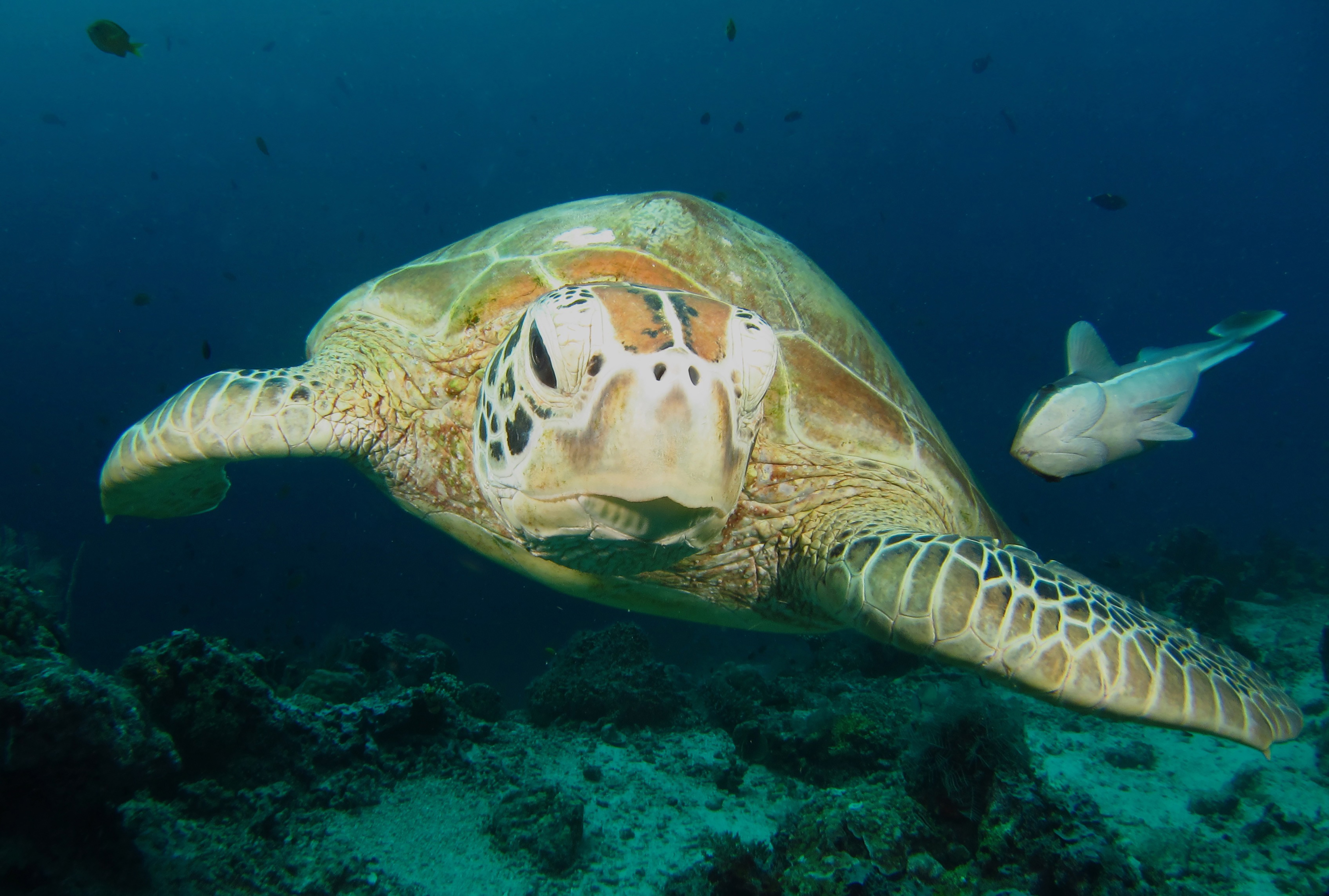 Green Turtle By Maria Munn