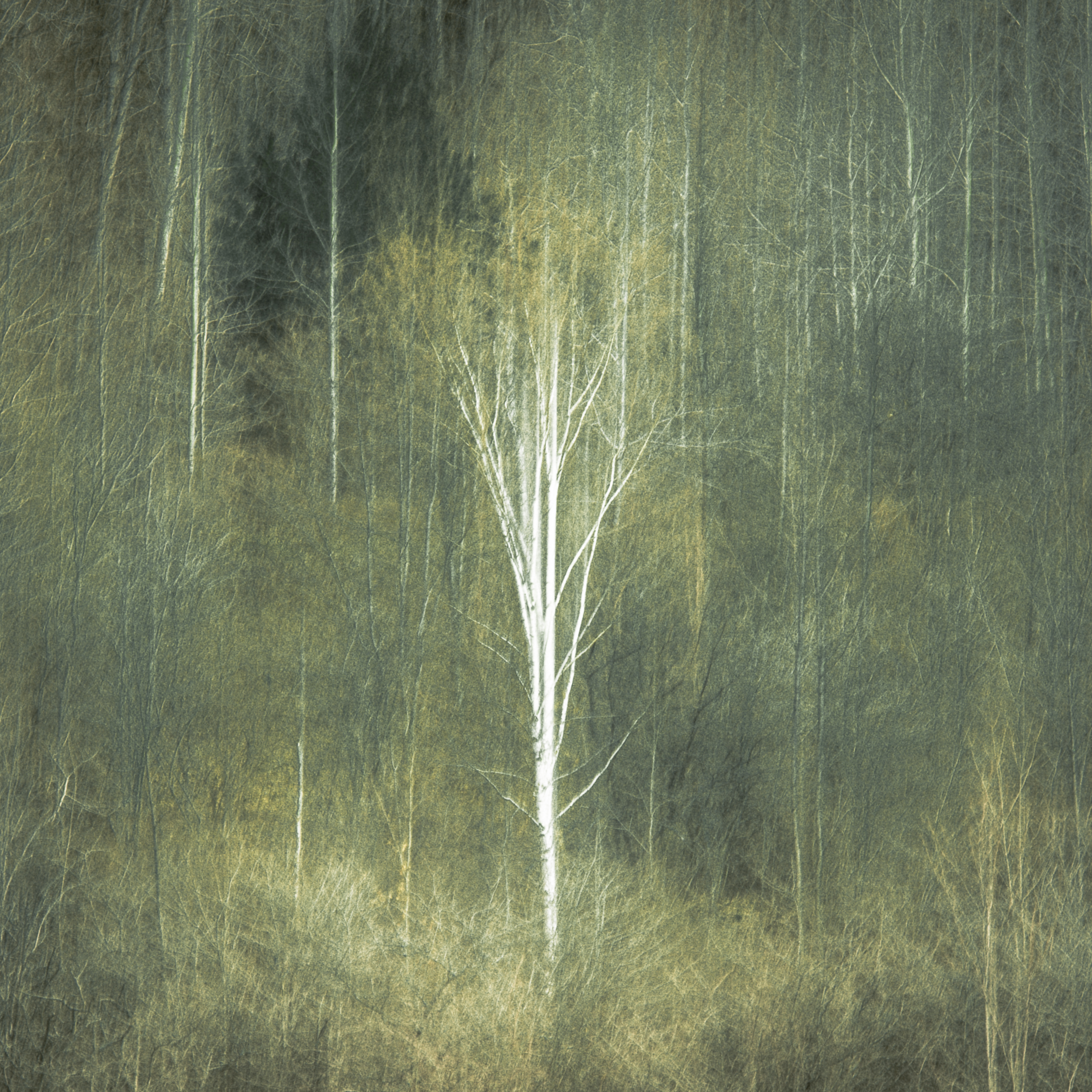 Candia Peterson ARPS - Lone Birch