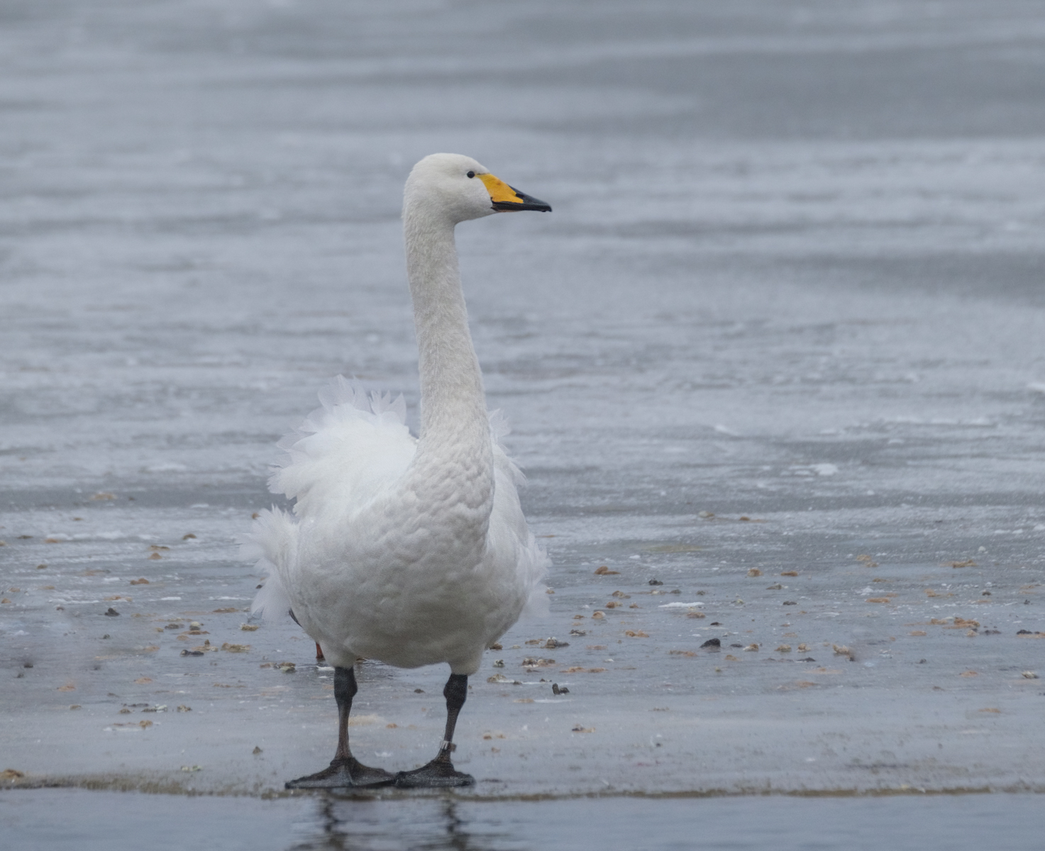 Whooper On Ice By Ann Miles