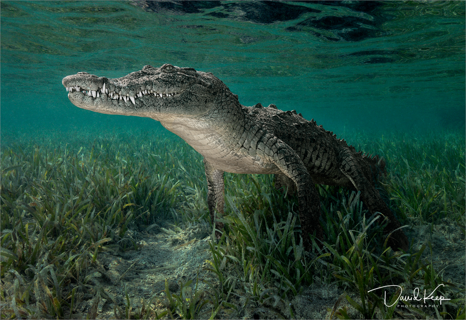 9 Cuban Crocodile