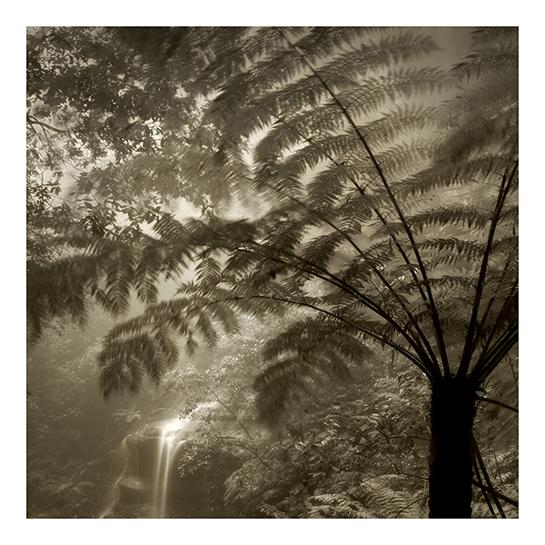 Blowing Tree Fern And Waterfall