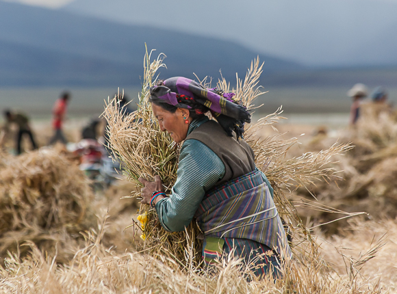 Tibetan Barley Harvester