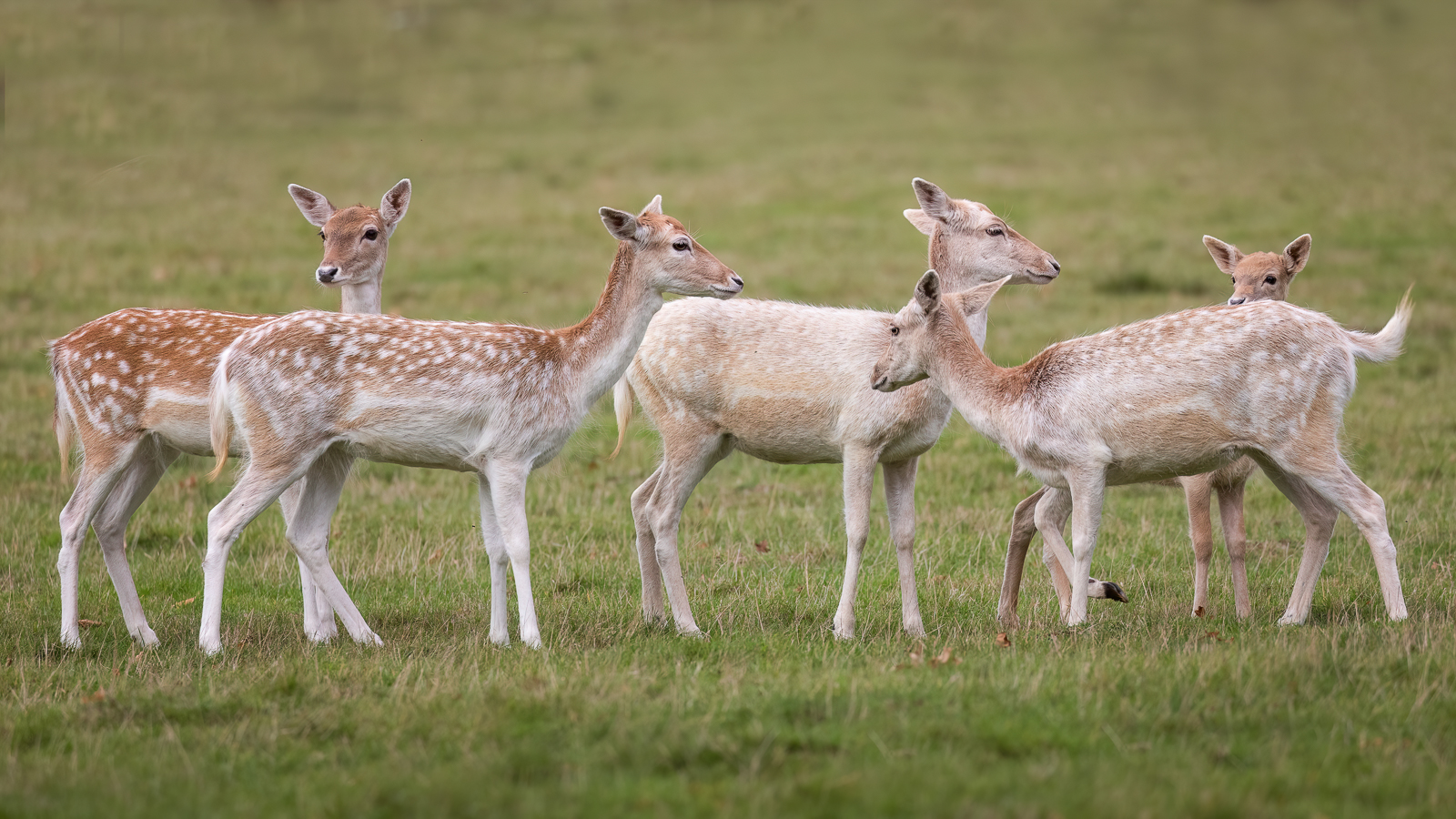 Holkham Hall Fallow Deer By Penny Reeves 6