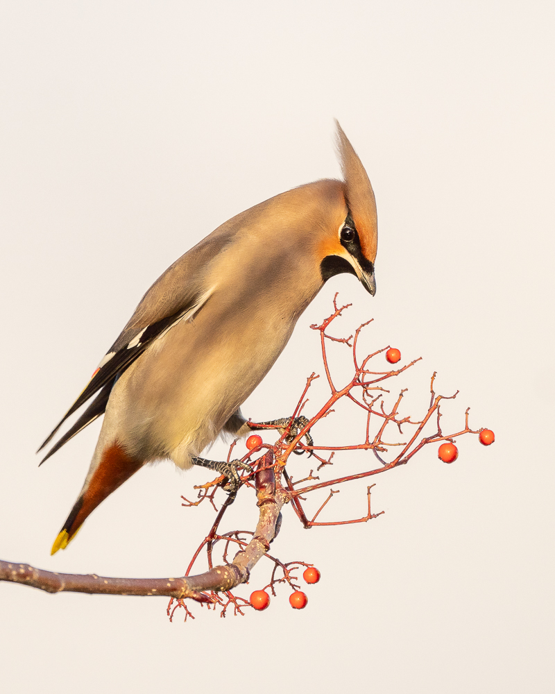 Bohemian Waxwing by Tracy Ross LRPS