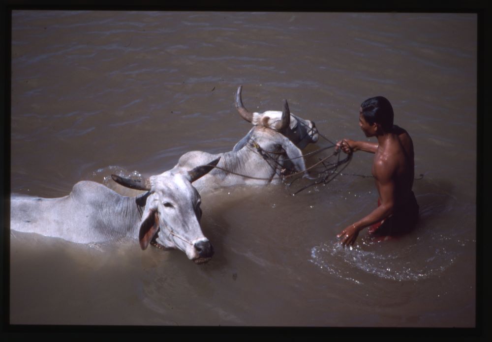 Washing The Bulls Kratie, Cambodia by Mike Whittle
