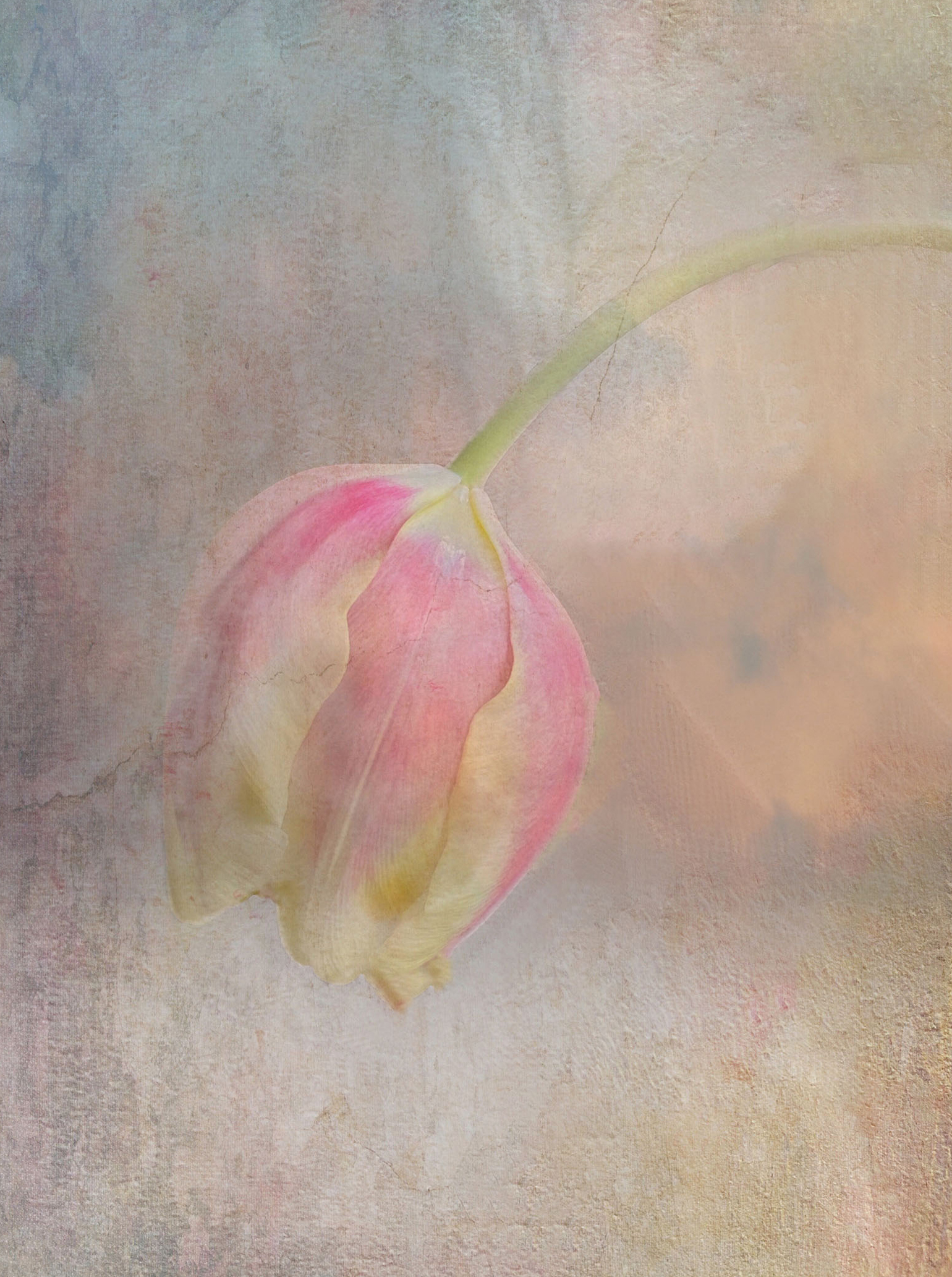 Fading Away By Jane White Arps Copy