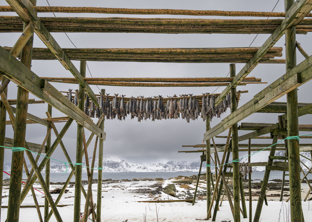 Hung Out To Dry, Myrland, Lofoten Islands, Norway by Elizabeth Roberts