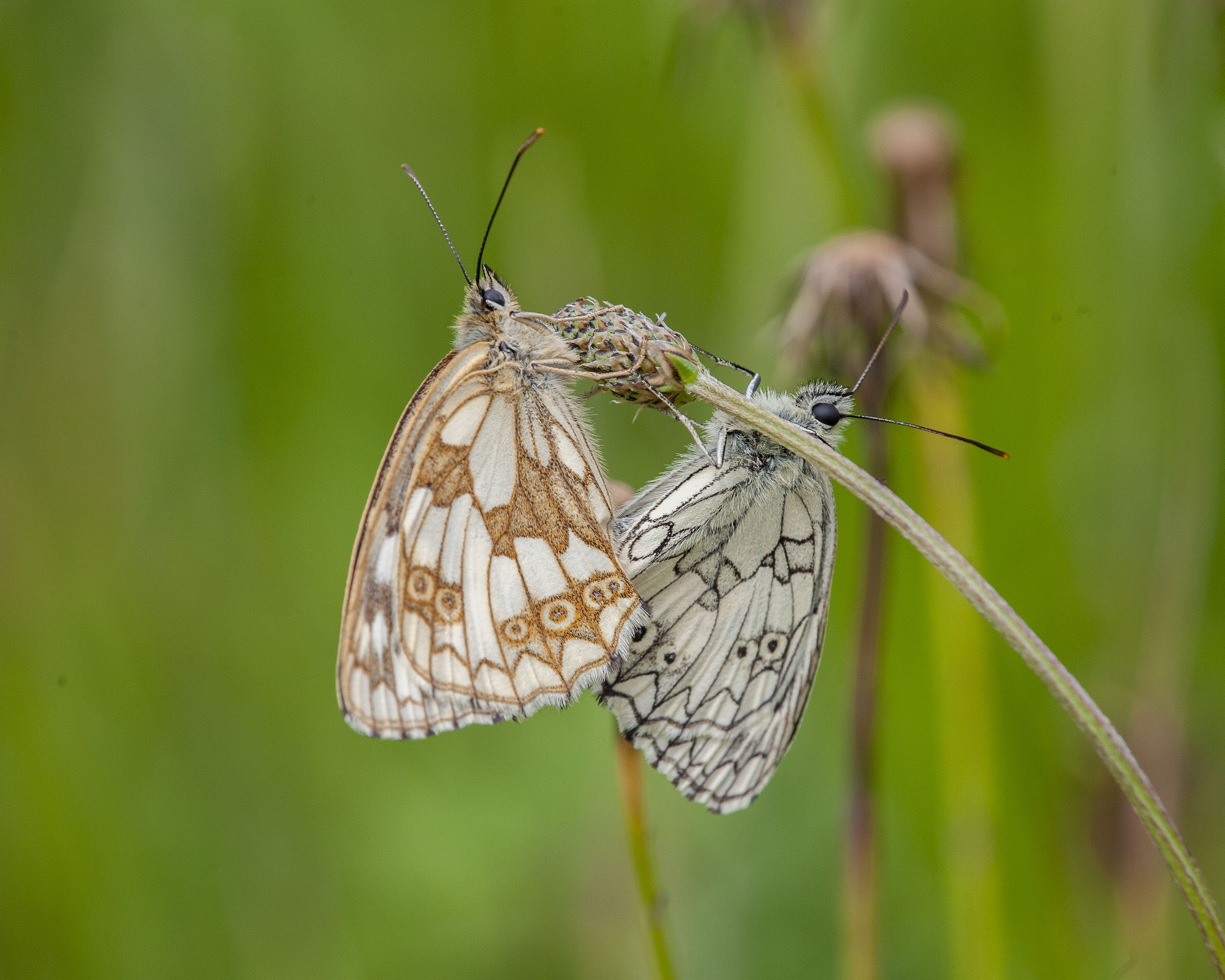 Marbled Whites Mating