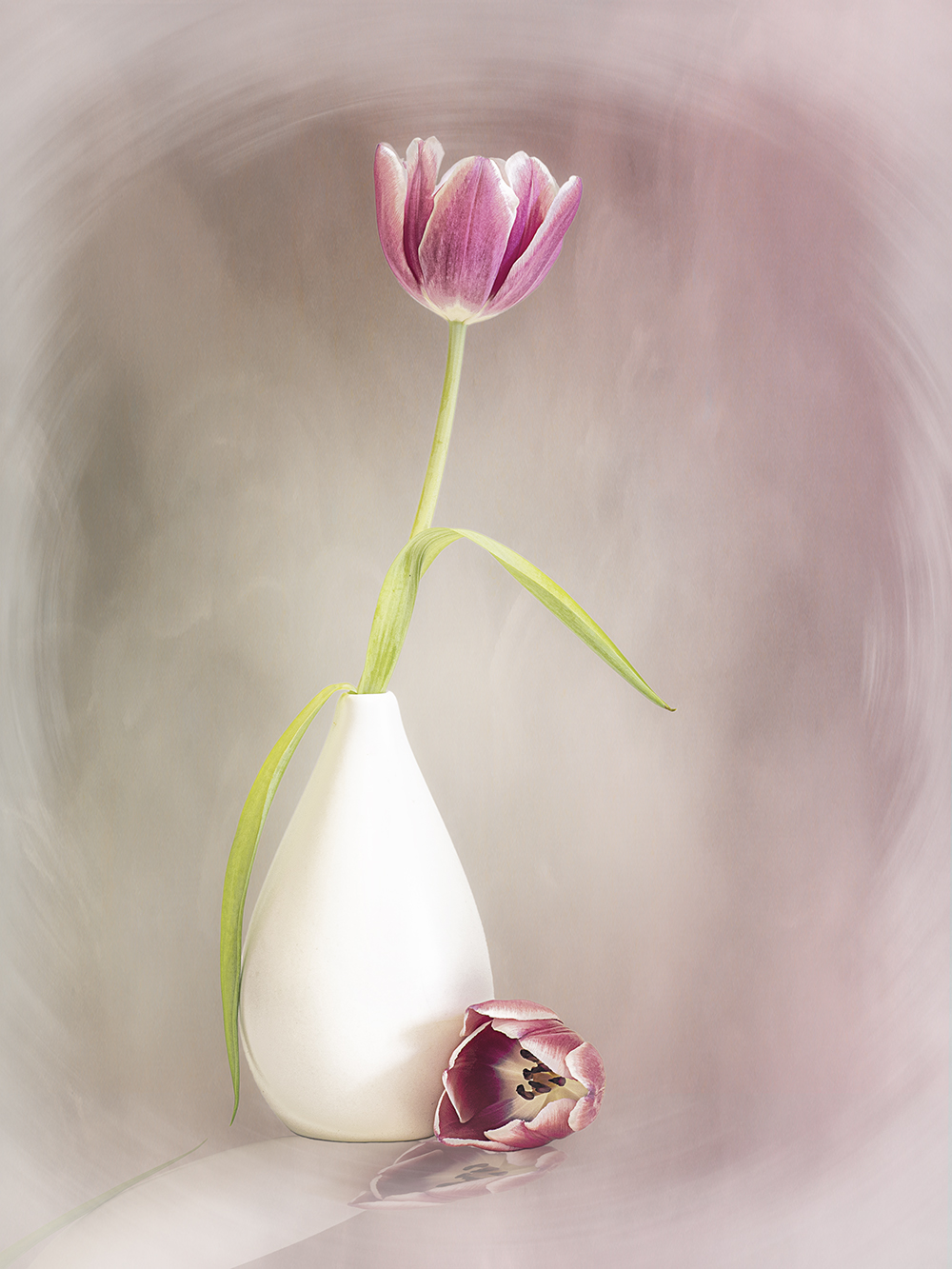 Pink Tulip by Jenni Cheesman