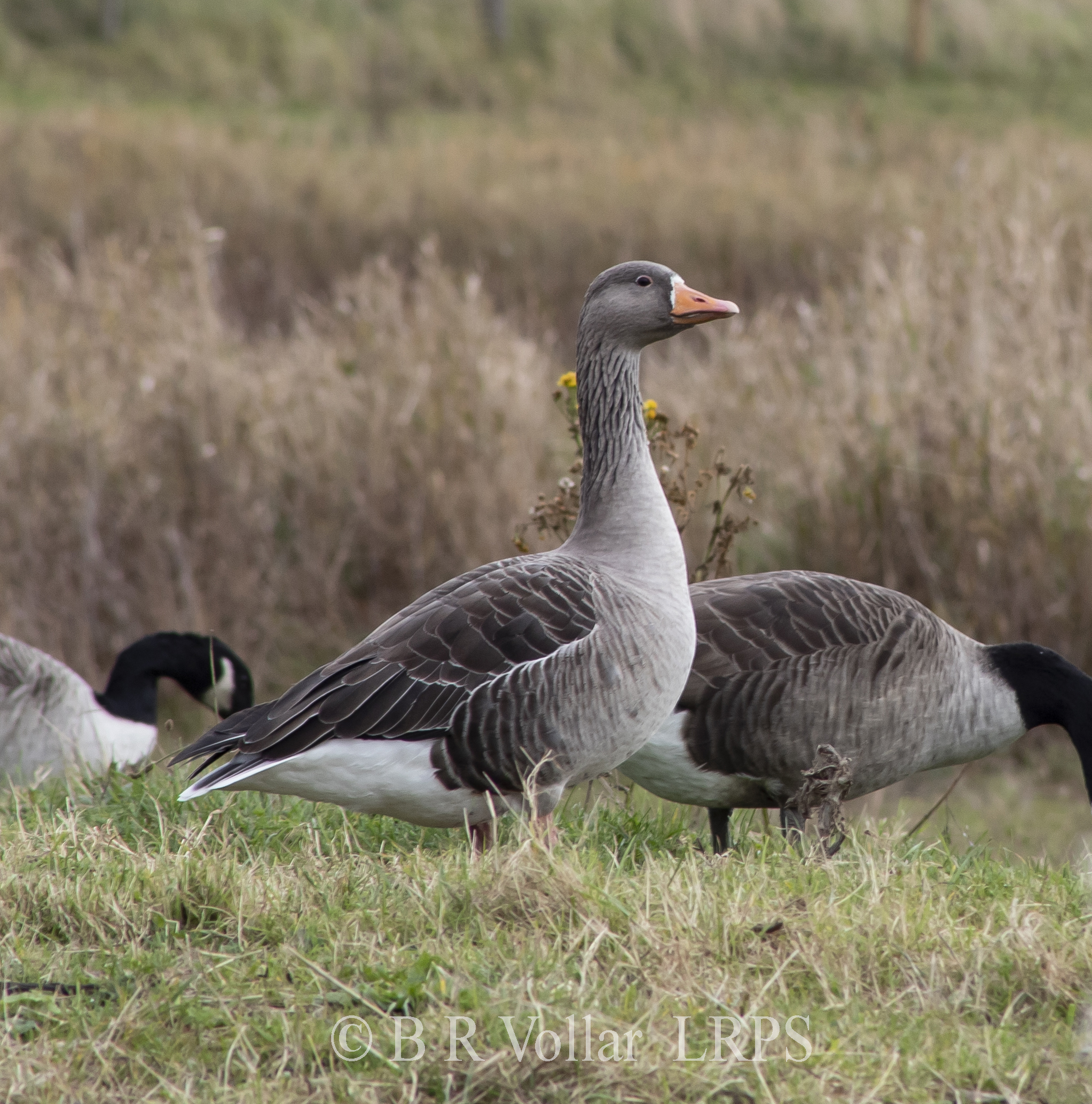 Greylag Goose Among Canada Geese By Brian Vollar (1)