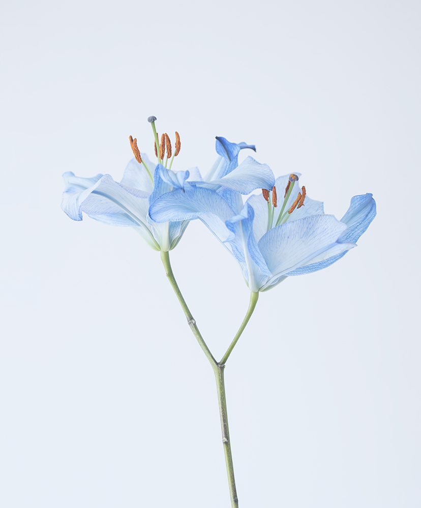 Blue Lily For DIG