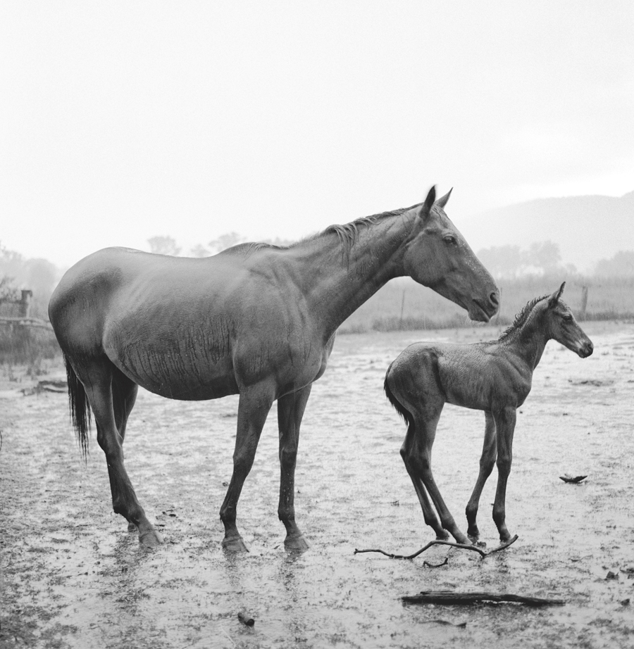 Rain Drenched Horses By Jeff Cutting ARPS (Australia)