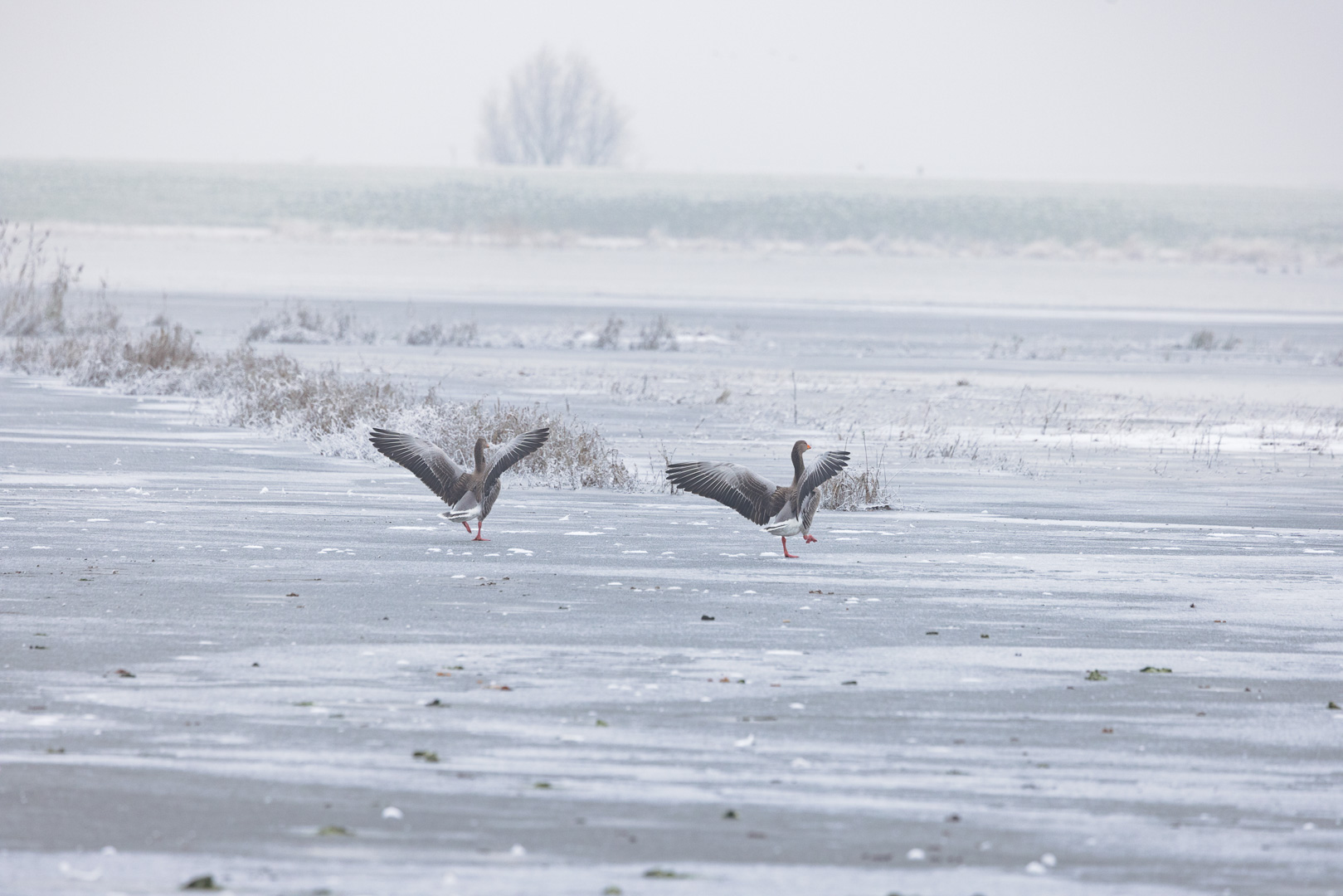 Geese Goose Stepping By Dave Mckay