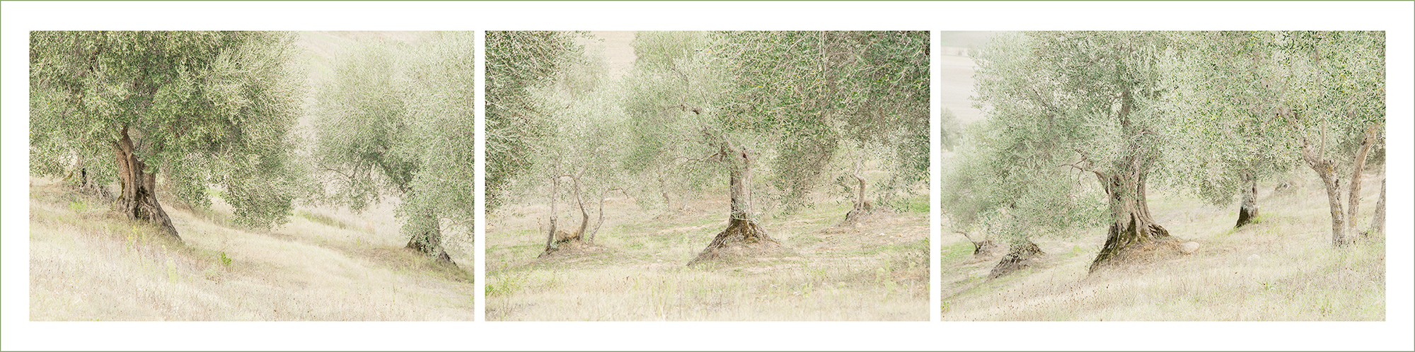 Olive Trees Triptych Large