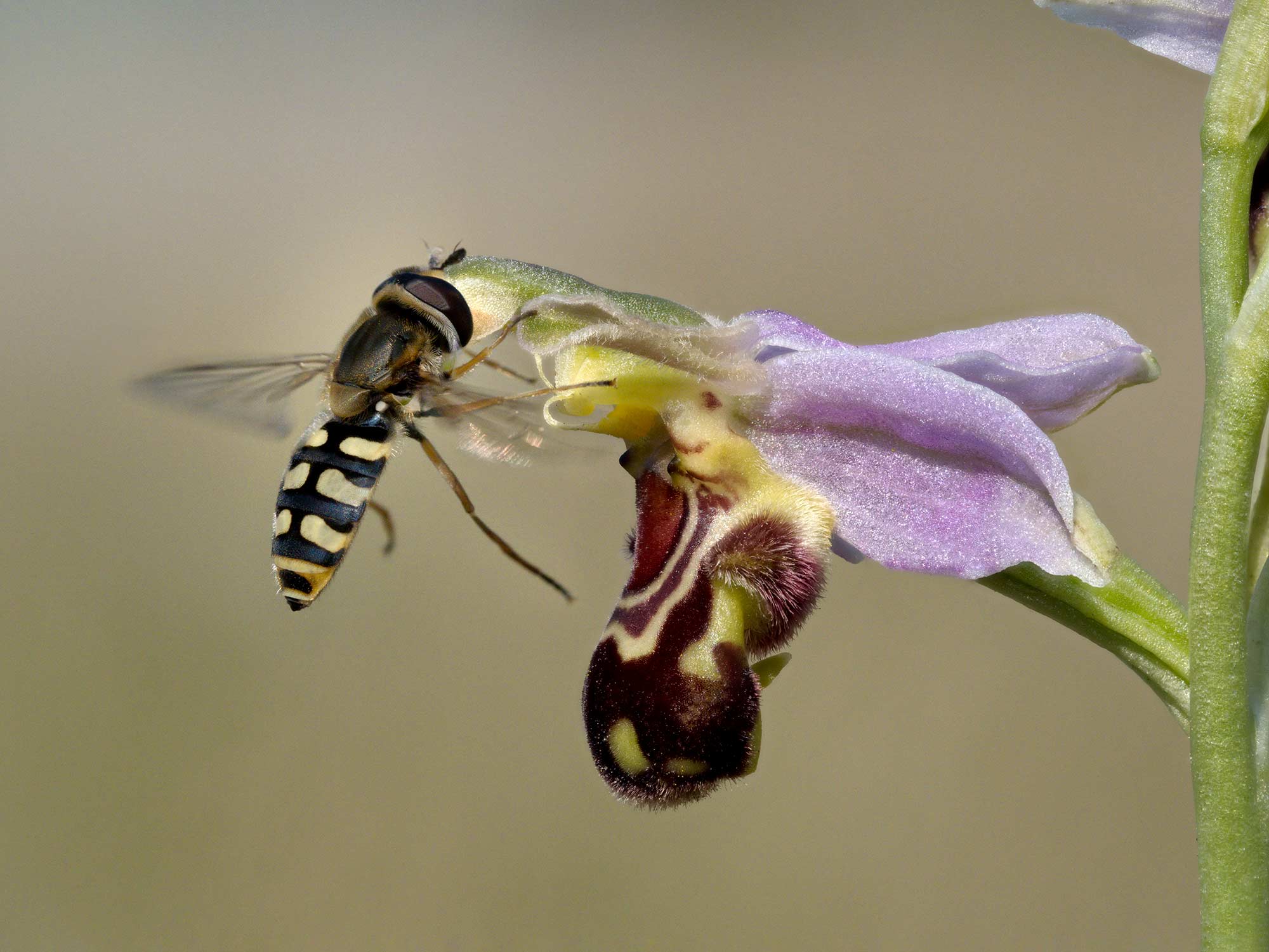 Bee Orchid & Hoverfly