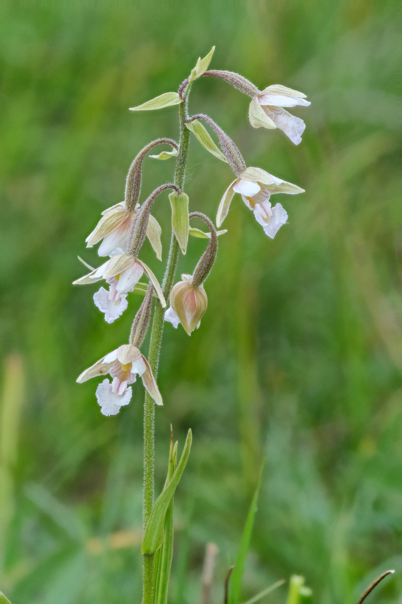 Buxton Orchids And Moths 6