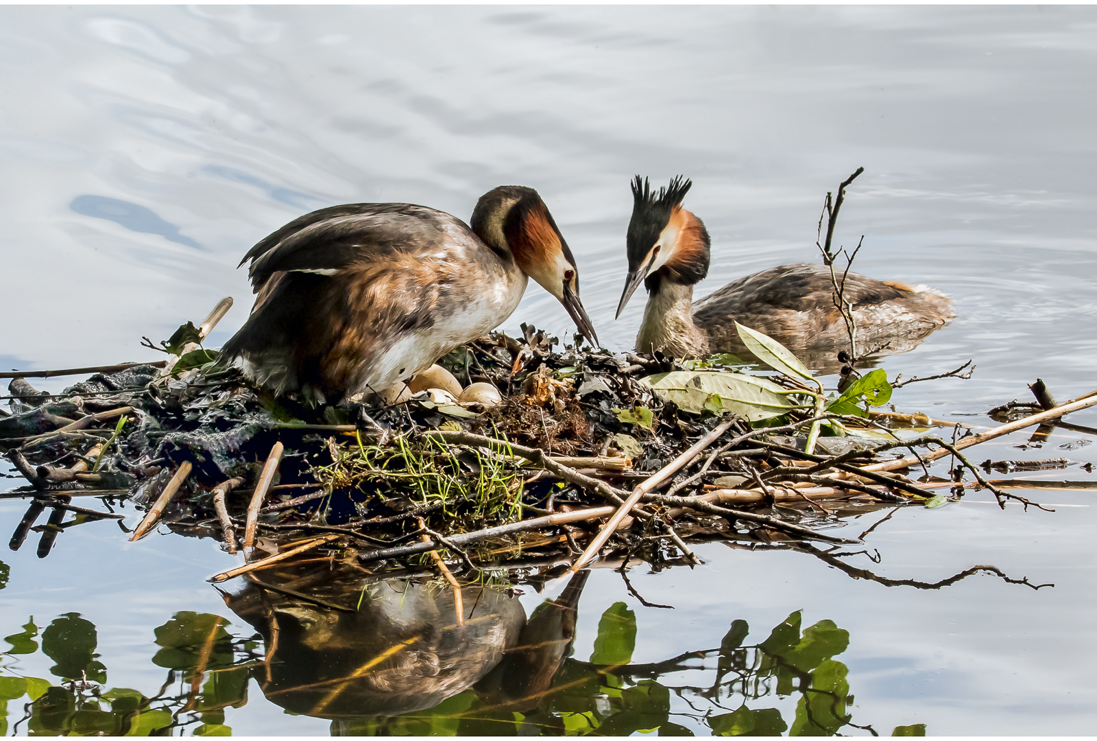 10 Grebes With Eggs