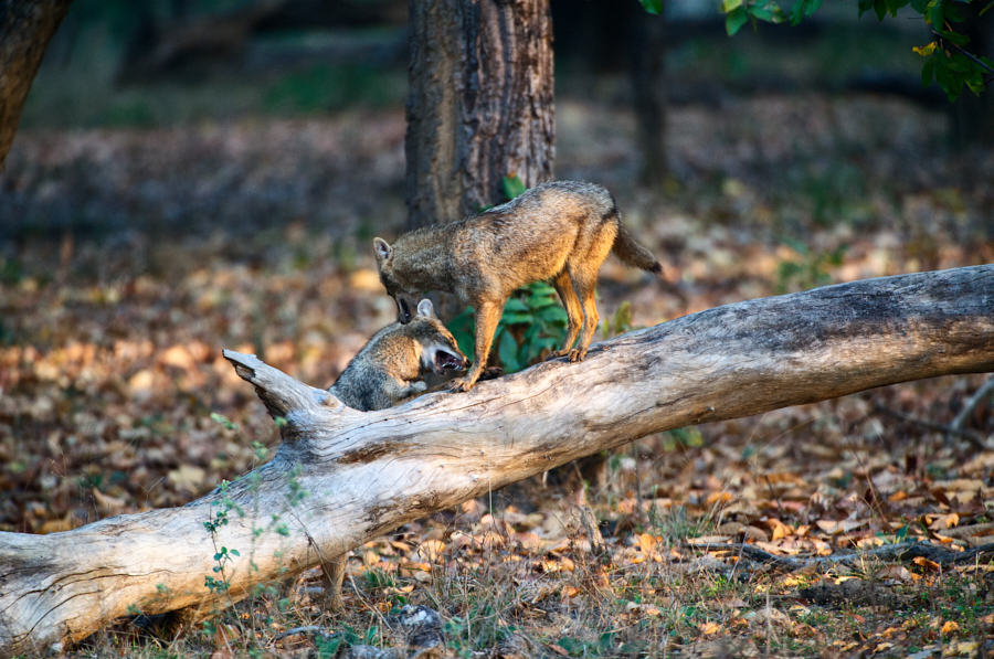 Young jackals play fighting by Nicholas Reuss ARPS (Thailand)