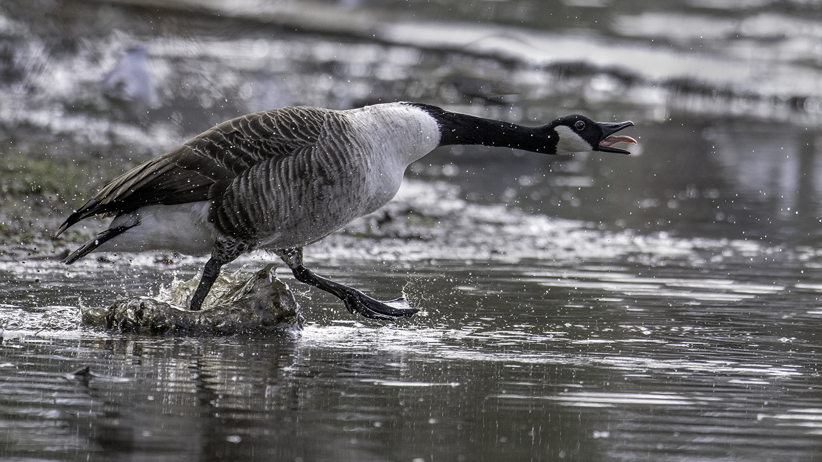 Canada Goose By Chris Holt