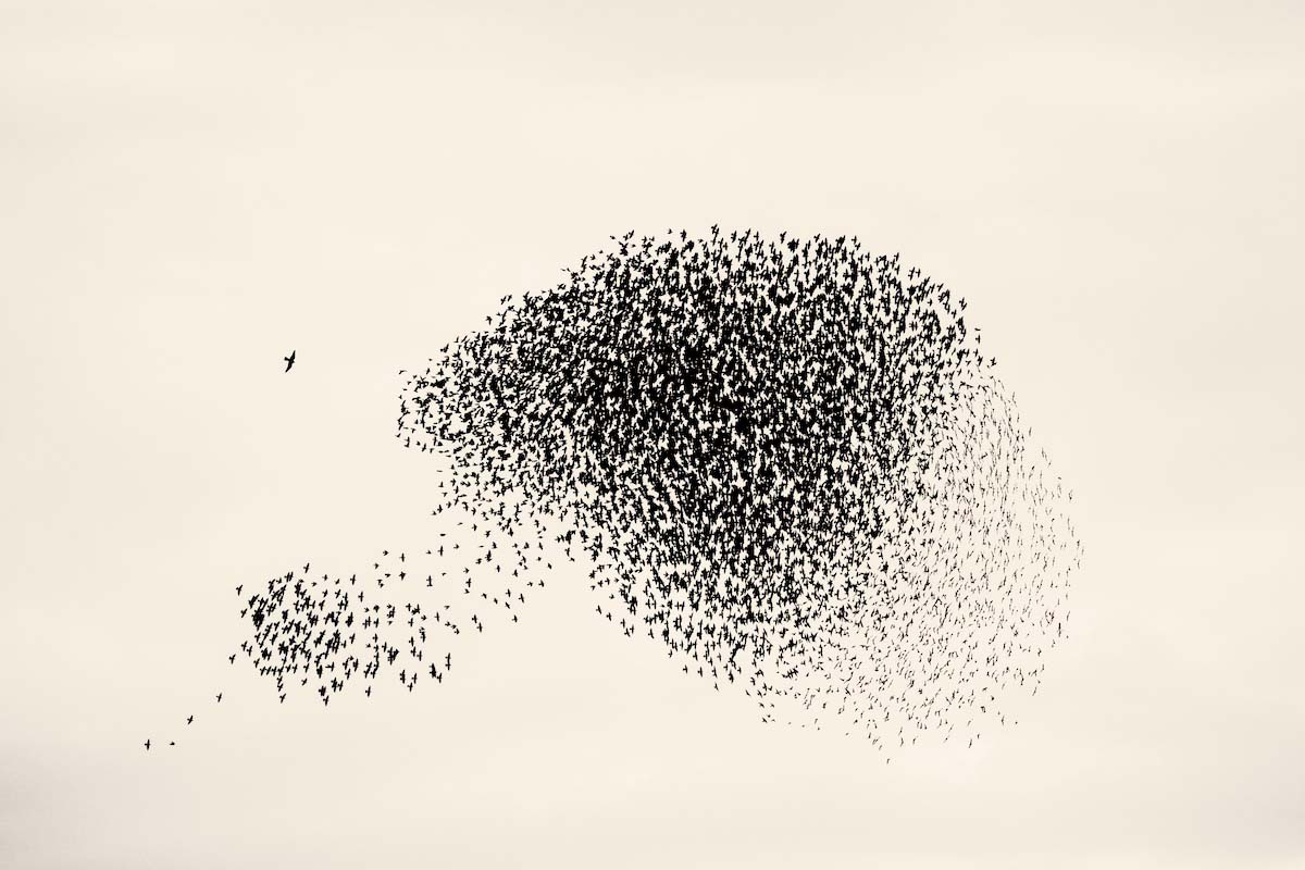 2From The Series Starlings By Søren Solkær