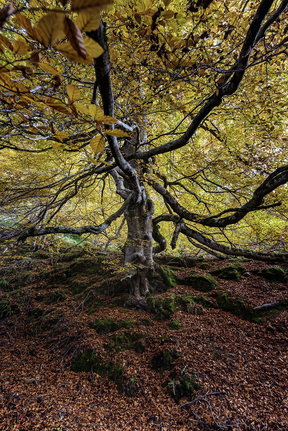 The Medusa Tree