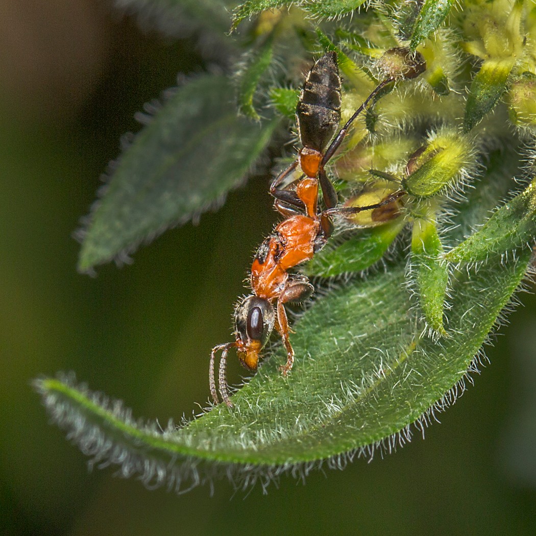 5. Wingless Wasp
