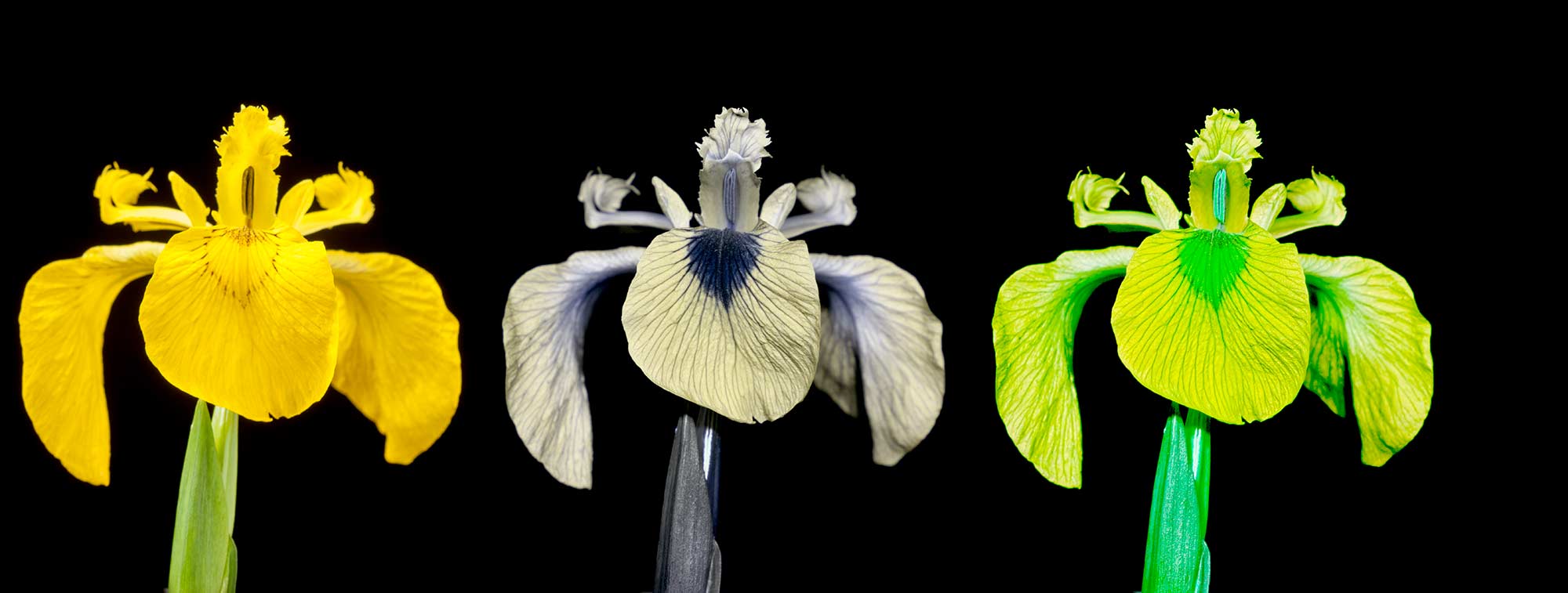 4. Yellow Iris Visible Visible, UV And Bee Vision