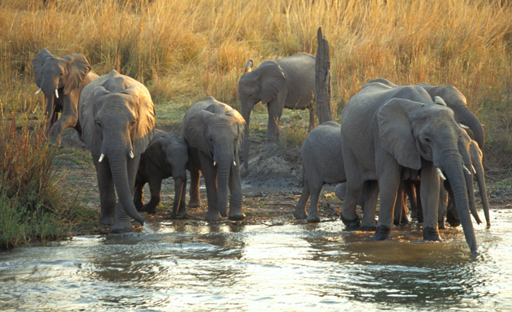 Elephants At Evening Drink, Zimbabwe