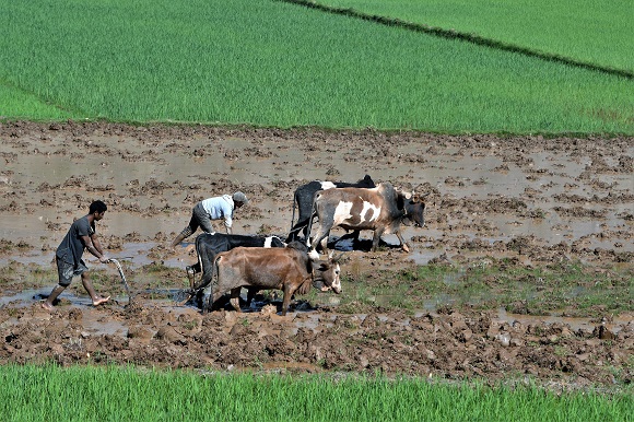 Madagascar, Villagers Plow A Paddyfield For Rice Plantation