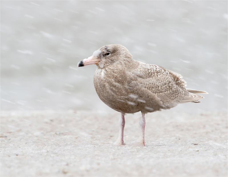 5. Juvenile Glaucous Gull Caught In A Snow Storm DSC6400
