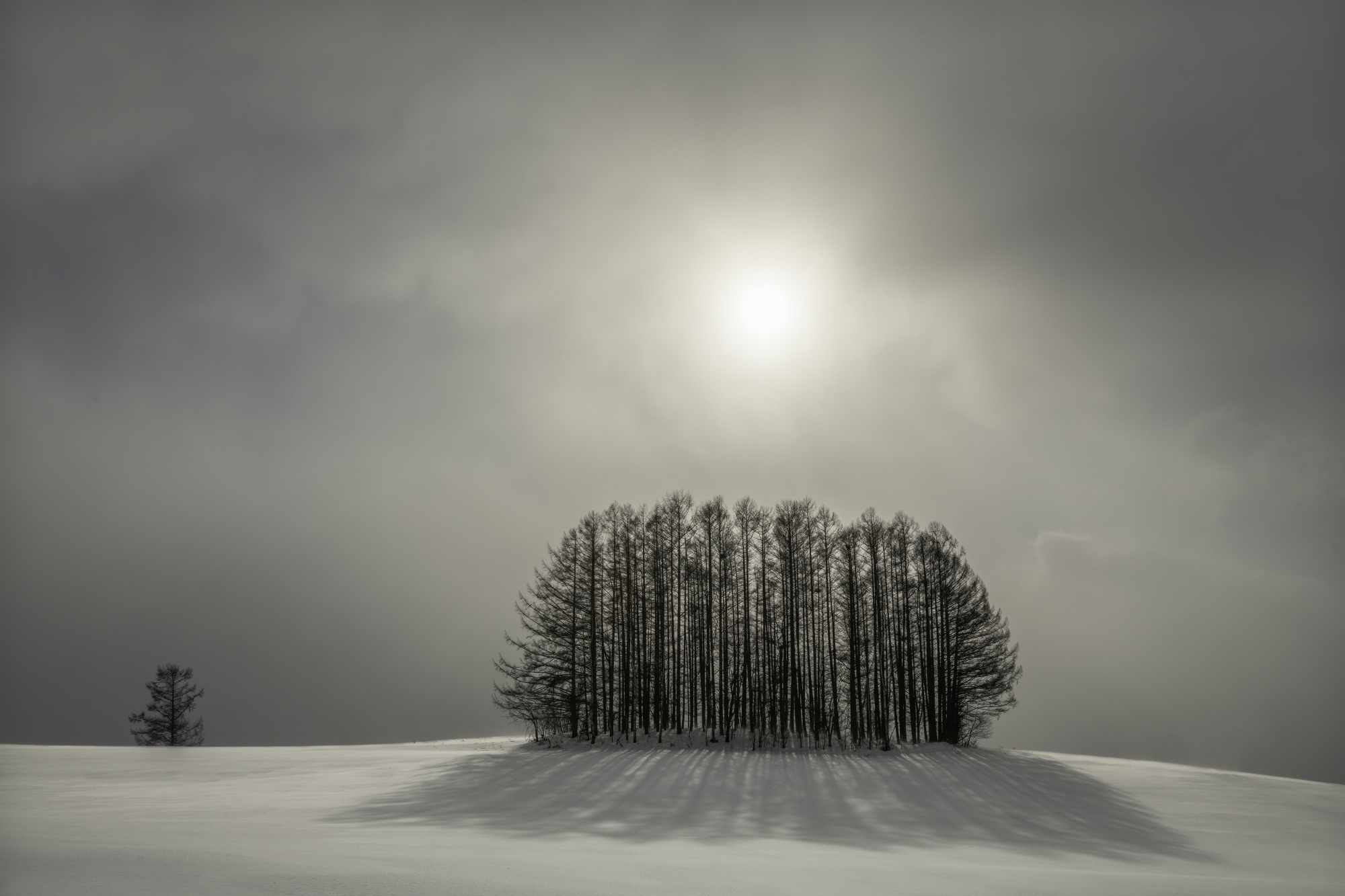 Sun breaking through over a stand of trees in snow covered landscape