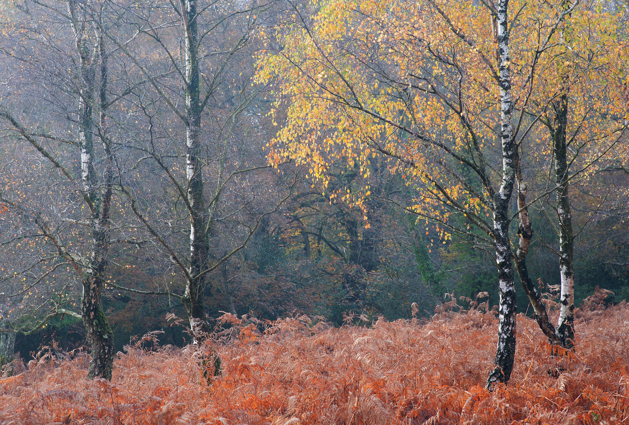 2663720 Autumn Birch New Forest By Roger Creber ARPS