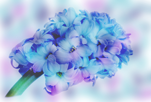 Impressionist Hyacinth